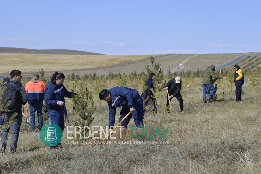 Эрдэнэт үйлдвэр Шинэ Хархорум хотод 150 мянган мод тарина
